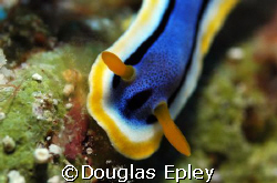 nudibranch, taken at wakatobi,d70,60mm by Douglas Epley 